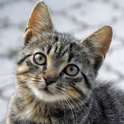 TikDarkCoder 's avartar