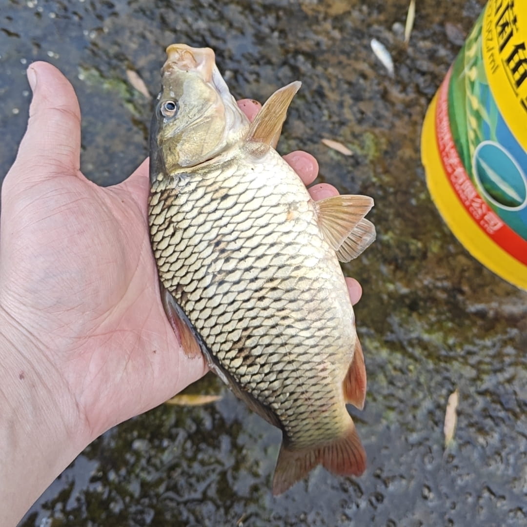 Profil 电鱼大王| Binance Square