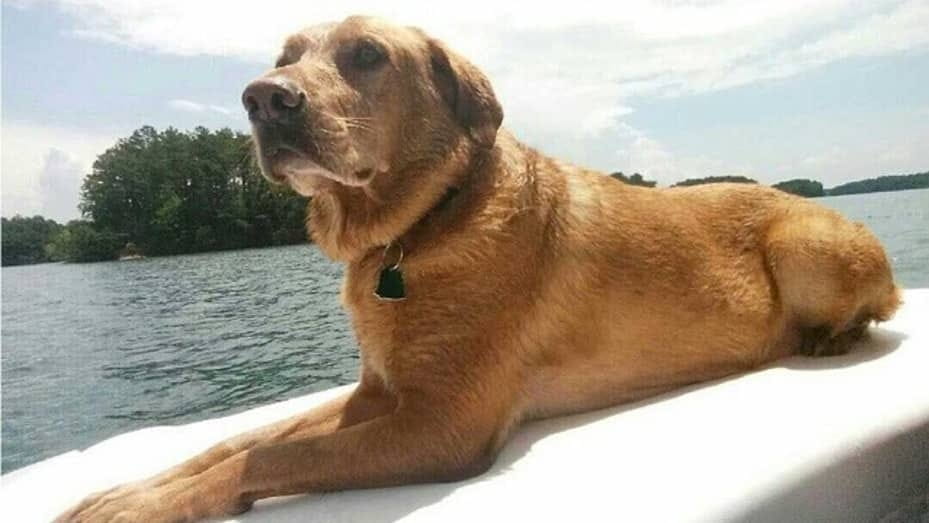 乍得，钟的老狗。