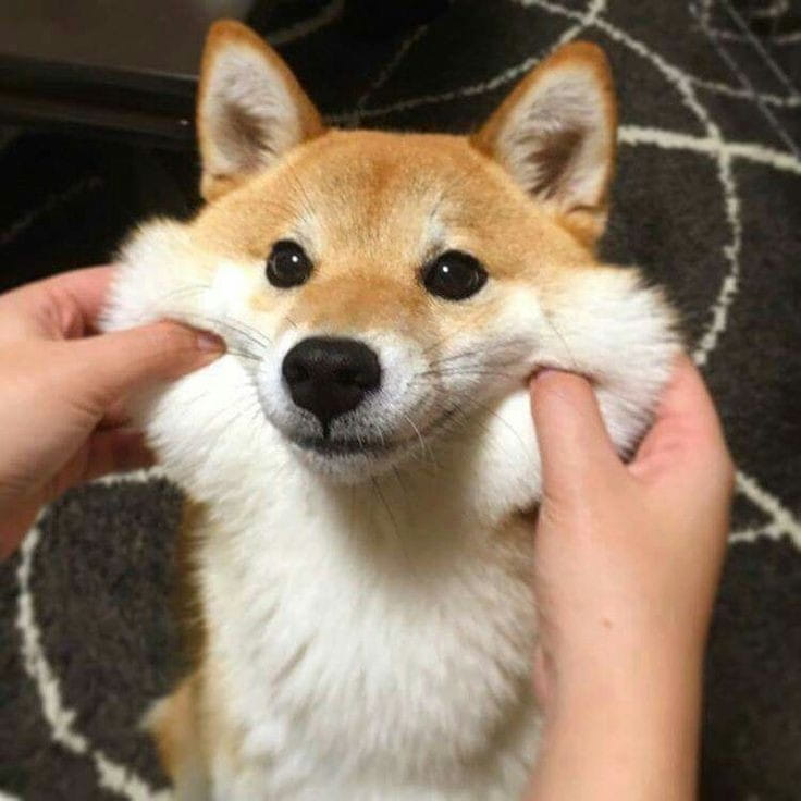 Shiba Inu Coin, affectionately known as SHIB, has surged i…