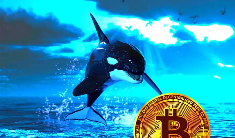 What are Bitcoin whales and how to spot them? In the ocean, | Trader-阿生 ...