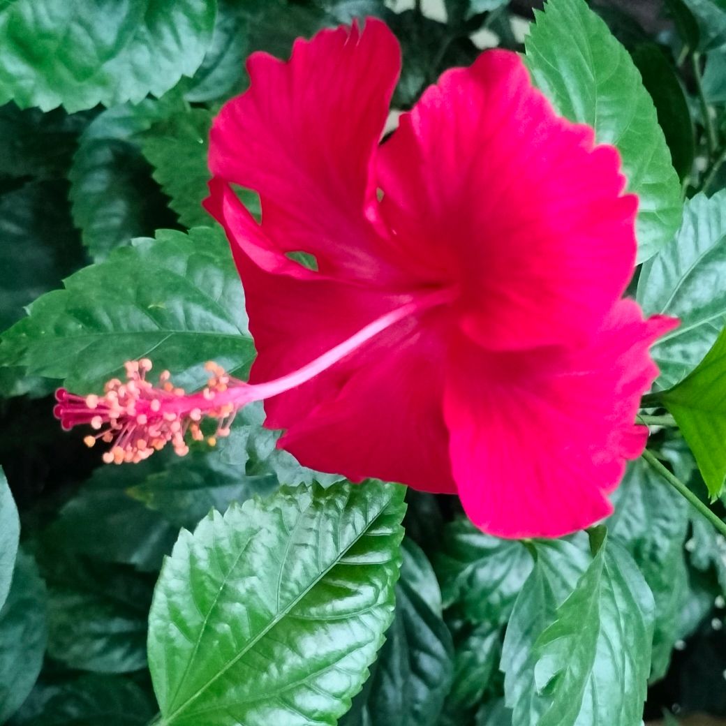 🔥🚨Shiba Inu Burns 57M Tokens: SHIB Price Predictions For 2025  Revealed🚨🔥 | Research Expert on Binance Square