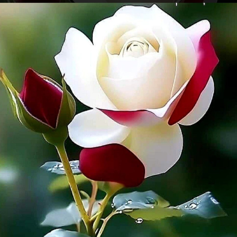 BNB Chain Slashes Supply Again — $1.02B Gone in 32nd | koinmilyoner on  Binance Square