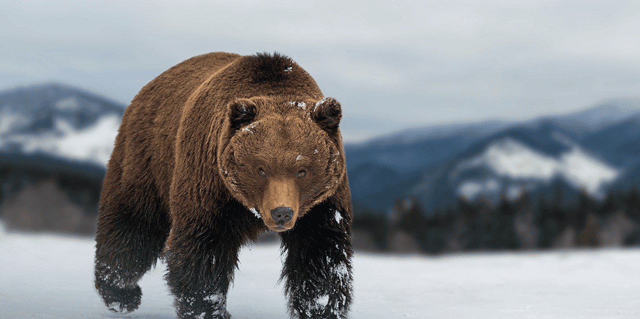 Bitcoin Preisüberwachung: Die Bullen werden durch $111K am Leben gehalten,  während es die letzte Stütze wird | Wendyy_ auf Binance Square