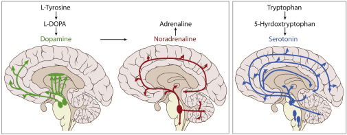 Brain diagram illustrating the biosynthesis pathways of key neuromodulators including dopamine from L-Tyrosine, noradrenaline from adrenaline, and serotonin from tryptophan, showing their origins in the brain