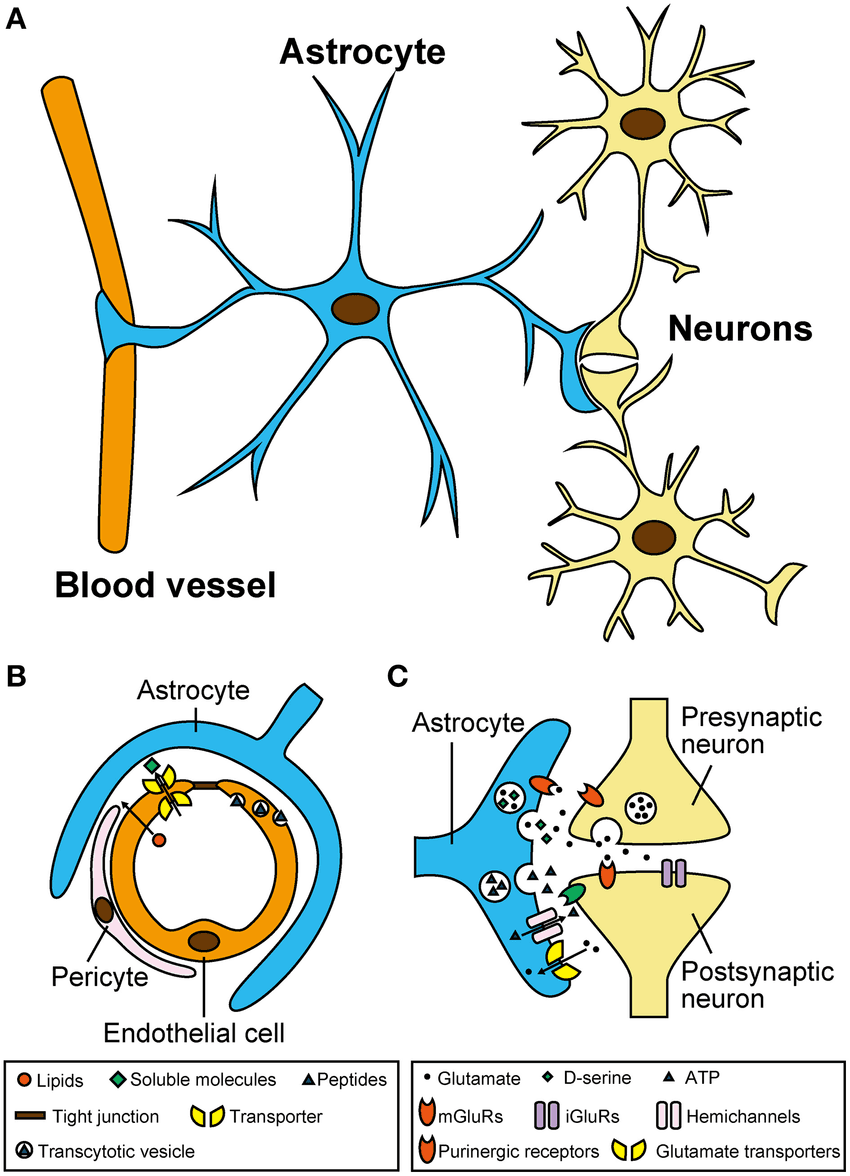 Biological illustration of astrocytes and the tripartite synapse showing astrocyte interactions with presynaptic and postsynaptic neurons, blood vessels, and gliotransmitters including glutamate, D-serine, and ATP