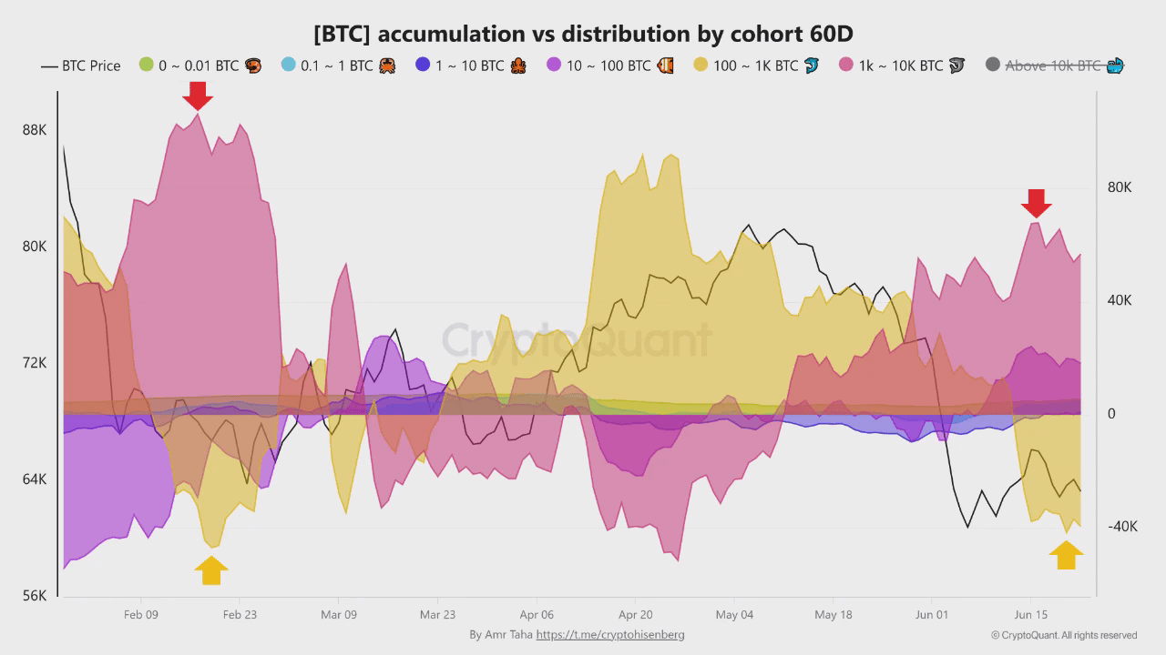 Bitcoin accumulation vs distribution cohort 60D