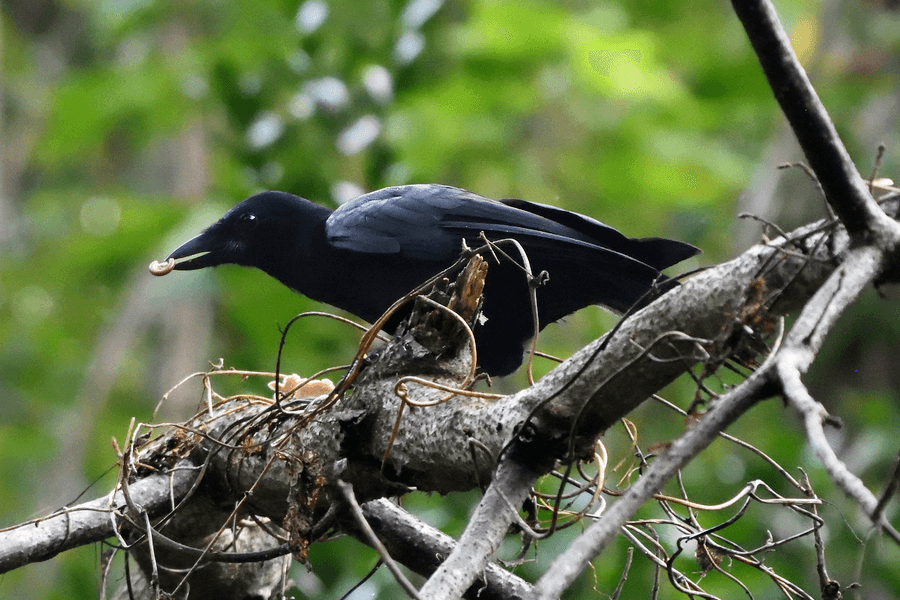 A New Caledonian crow uses a self-manufactured tool to extract food, tool manufacture that indicates a high level of cognitive function (Hunt, 1996).