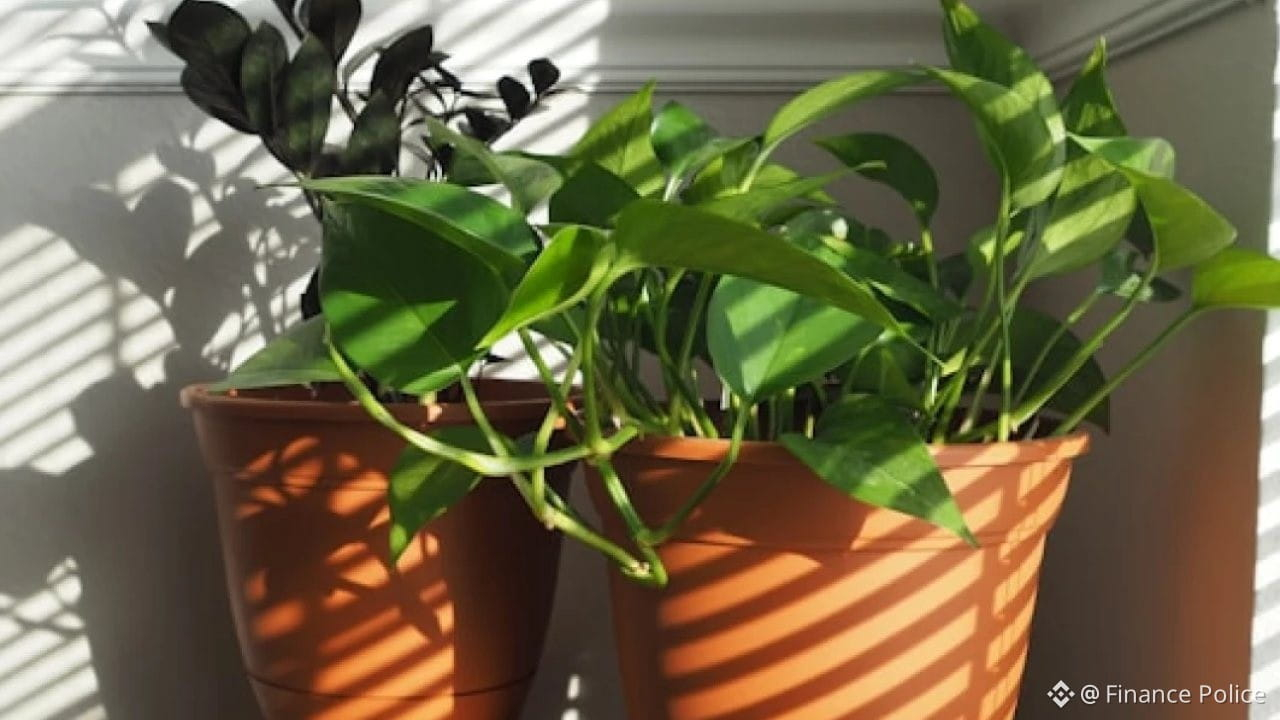 Hero image from the Buy Nothing Project homepage showing potted plants, illustrating locally shared free items.