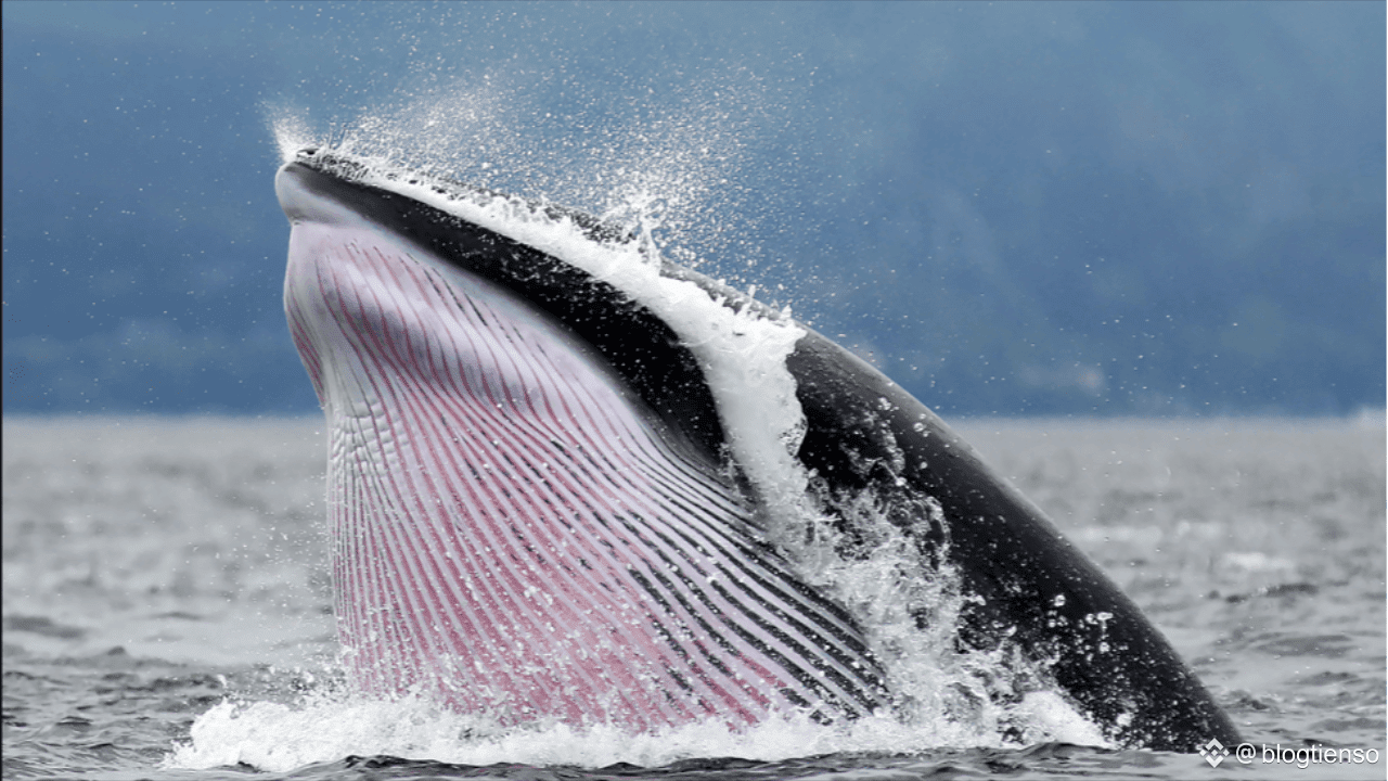 Inside the Crypto Whale Game: How Liquidation Hunting Targets Leveraged  Traders | blogtienso on Binance Square