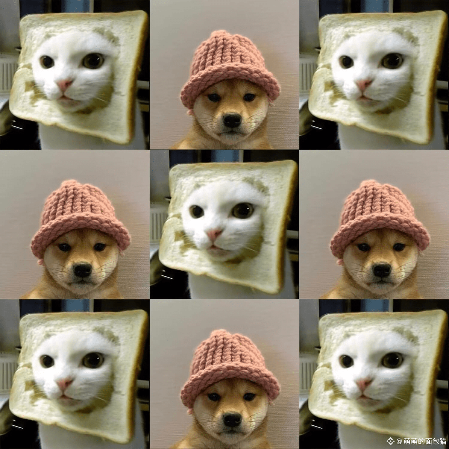 The Bread Cat community has been built for over a year, and | 萌萌的面包猫 on ...