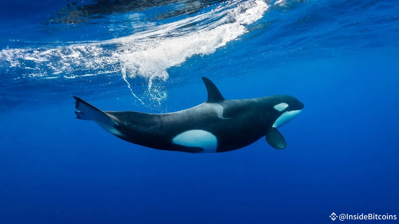 Orca Price Prediction: ORCA Skyrockets 85% After Coinbase, Binance Listing  News As Traders Rush T... | InsideBitcoins on Binance Square