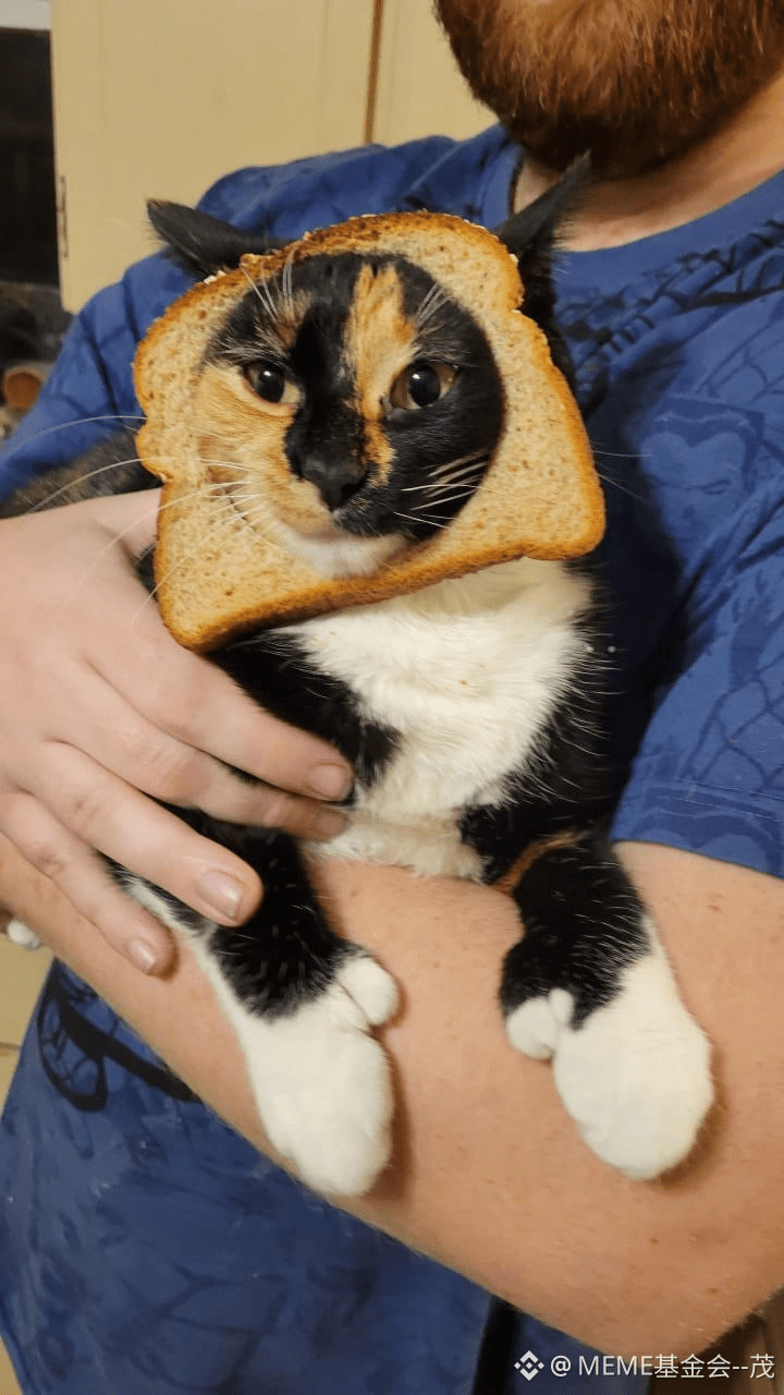 Latest #popcat News, Opinions and Feed Today | Binance Square