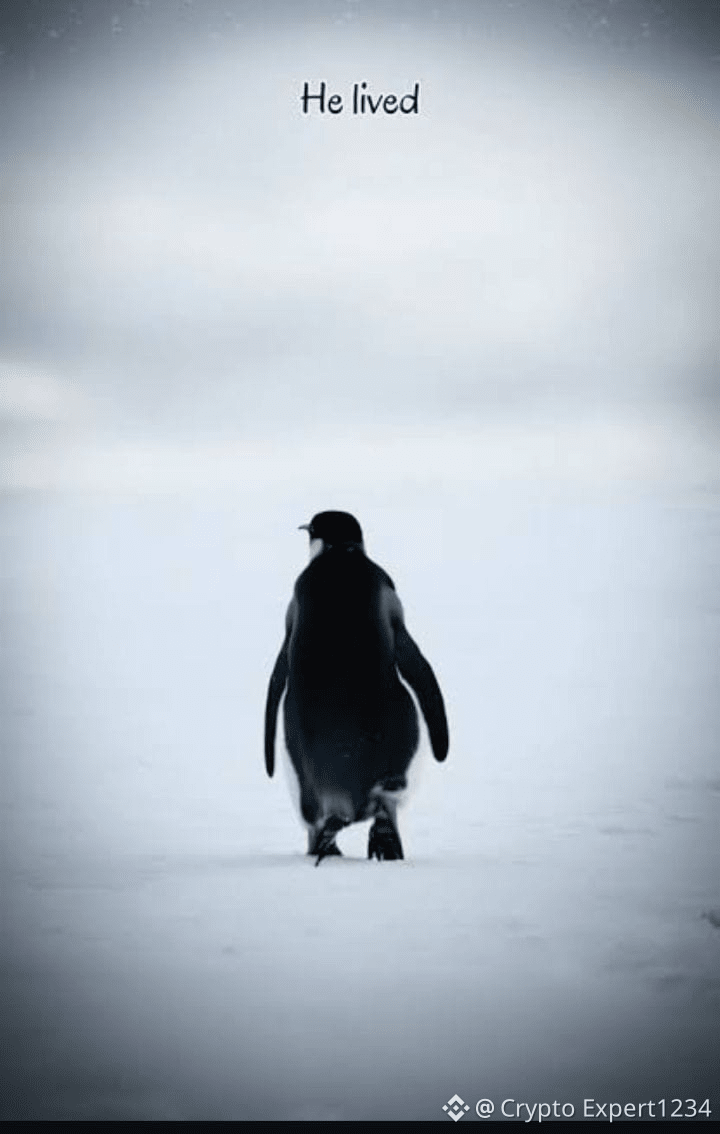 Latest #pengu News, Opinions and Feed Today | Binance Square