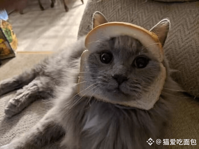 $BTC #比特币市值超越亚马逊 #币安八周年 Bread Cat 🐱 $INBRED, a cultural | 猫爱吃面包 on ...