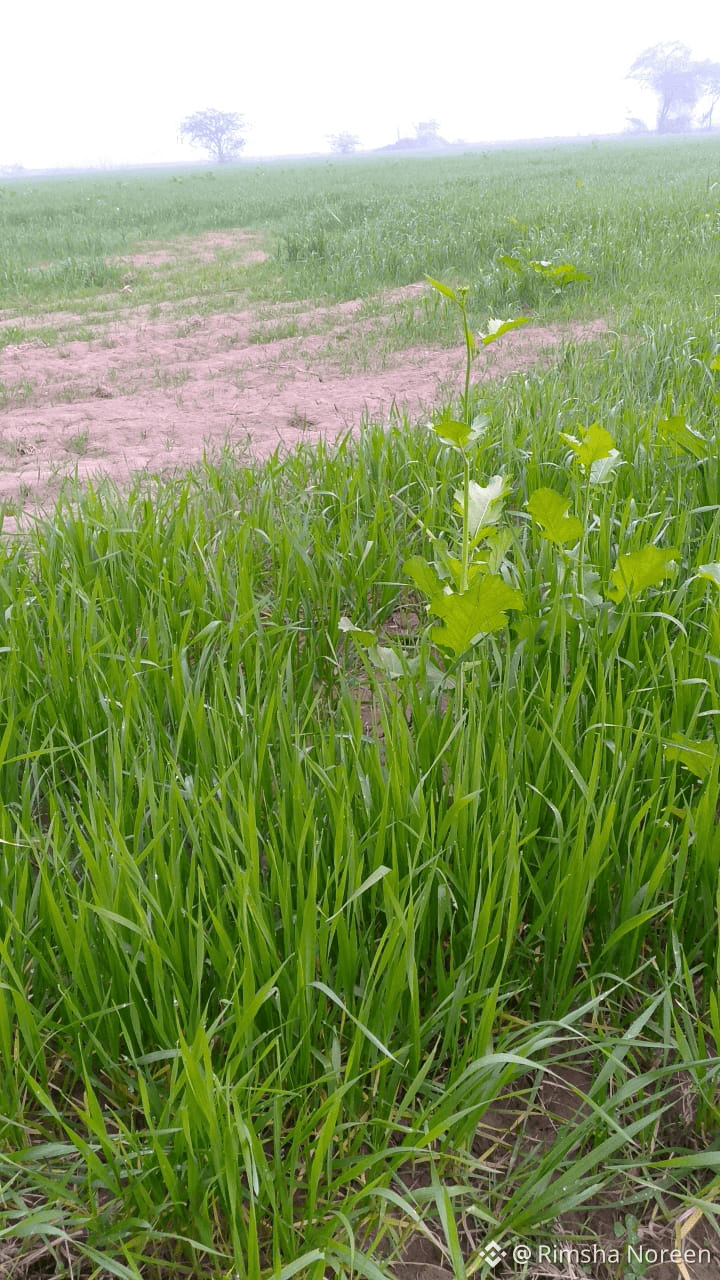 Últimas noticias, opiniones y publicaciones sobre #grass de hoy | Binance  Square