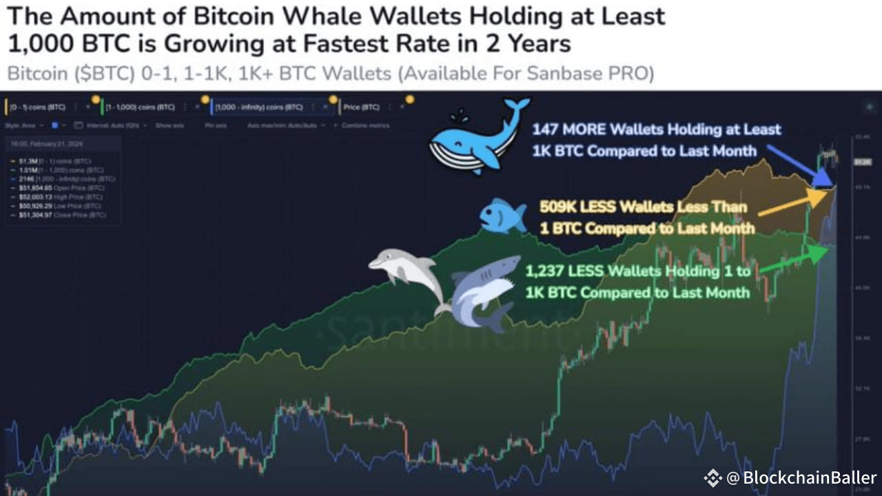 Do Whales Really Control Bitcoin? The Truth About Whale Power |  BlockchainBaller on Binance Square