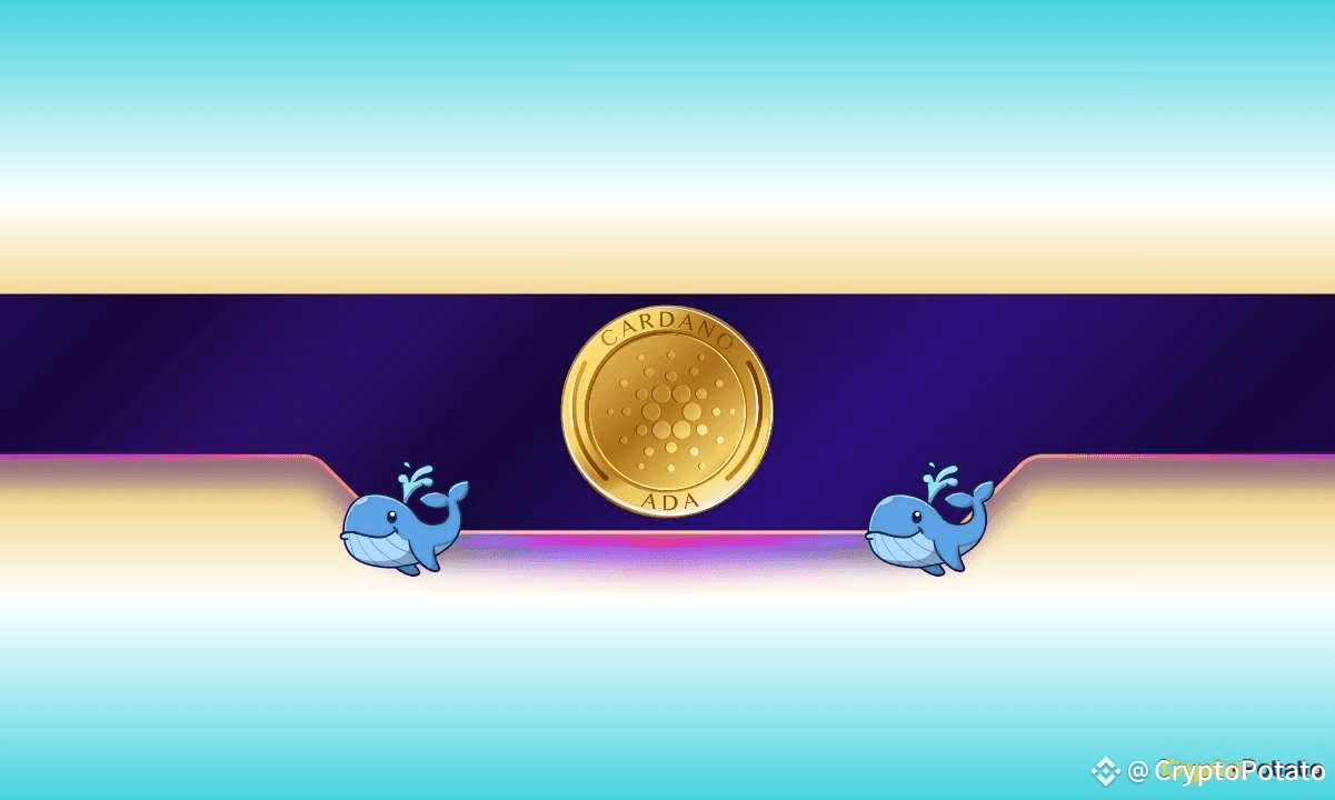 Will Cardano Surpass $1 After Acquiring 70 Million ADA in a | CryptoPotato  on Binance Square