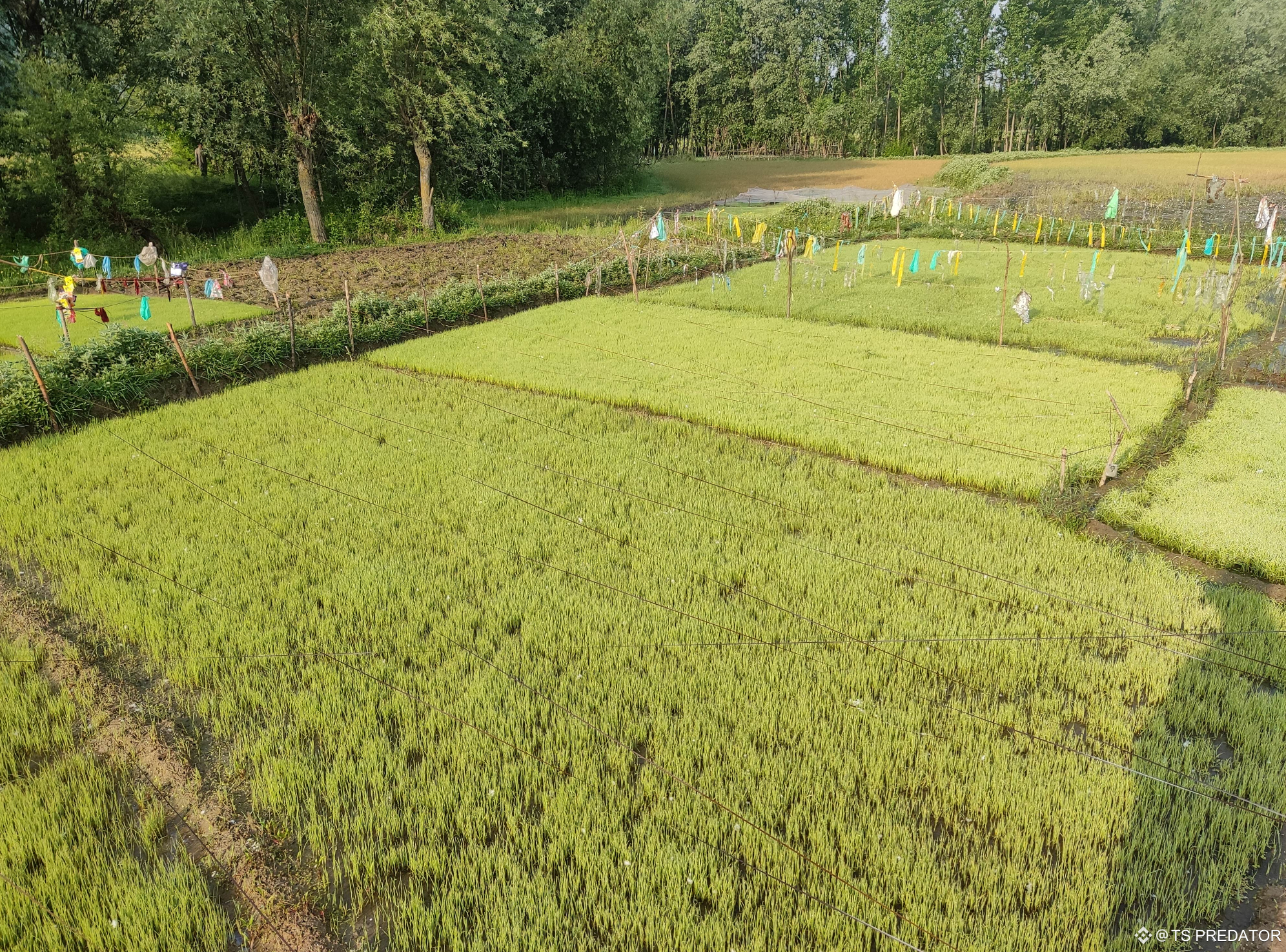 farming Rice Farming Meets Blockchain: The Future of Agri- | TS PREDATOR on  Binance Square